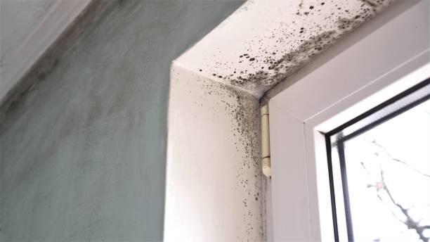 Best Attic Mold Removal  in Hazelwood, MO