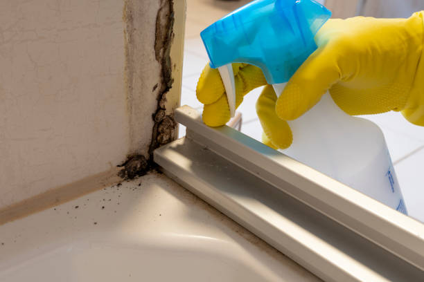 Best Mold Damage Repair  in Hazelwood, MO
