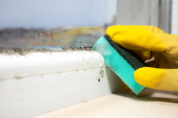 Mold Removal Process in Hazelwood, MO