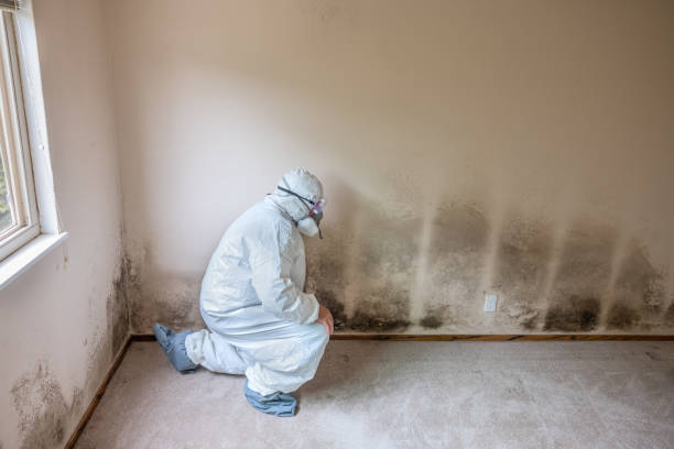 Best Mold Removal Process  in Hazelwood, MO