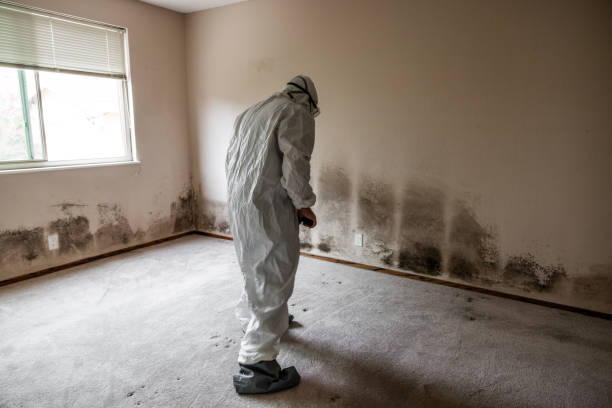 Best Mold Remediation  in Hazelwood, MO
